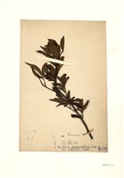 藏品(華石楠(臺灣老葉兒樹))的圖片